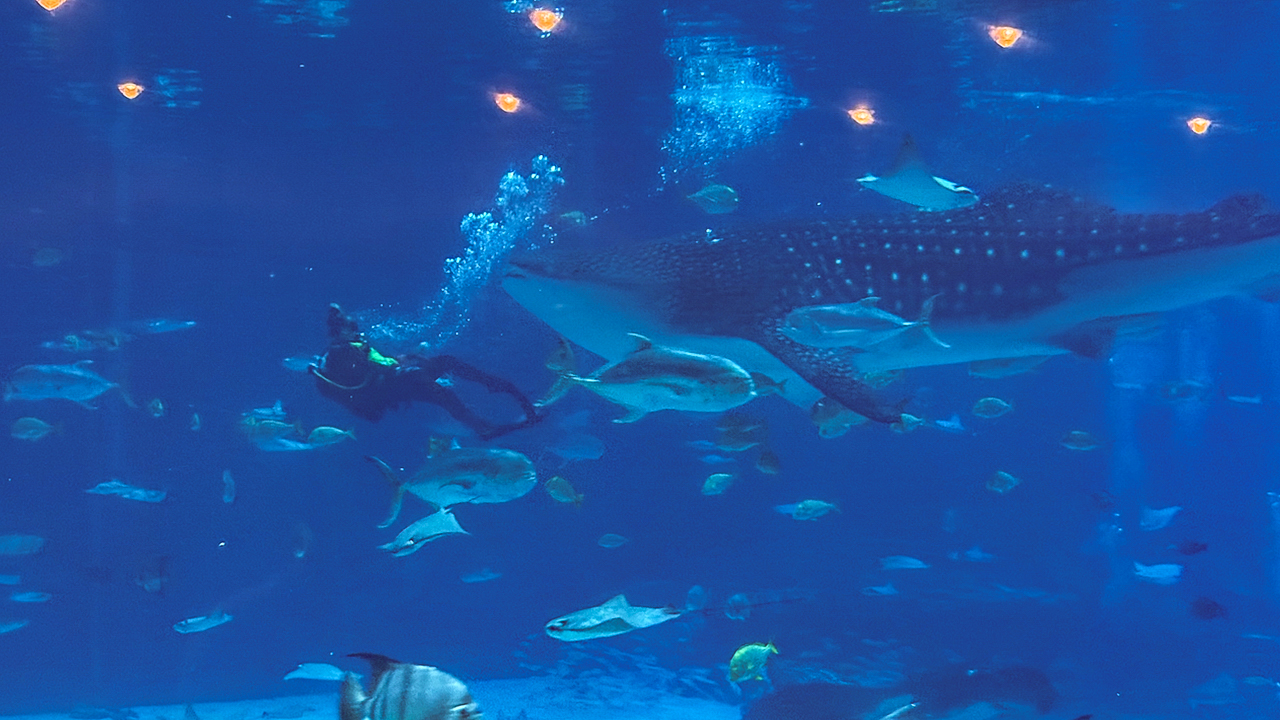 A diver at the Georgia Aquarium swims backwards in front of their whale shark, feeding it krill from a bottle as other fish swim nearby.